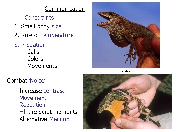 Communication Constraints 1. Small body size 2. Role of temperature 3. Predation - Calls