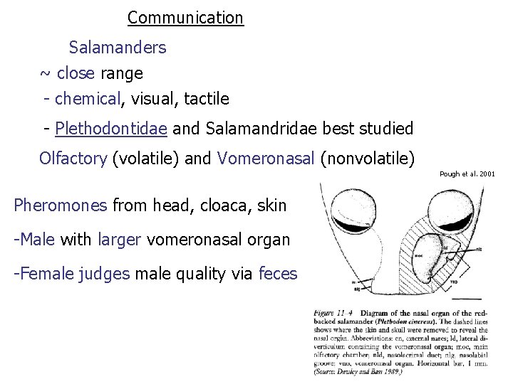 Communication Salamanders ~ close range - chemical, visual, tactile - Plethodontidae and Salamandridae best