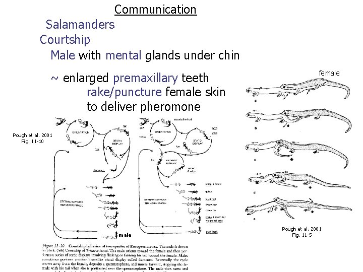 Communication Salamanders Courtship Male with mental glands under chin ~ enlarged premaxillary teeth rake/puncture