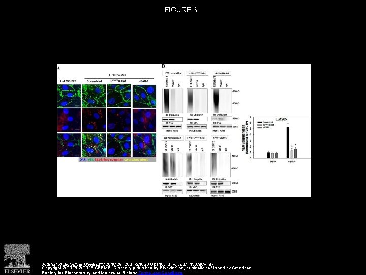 FIGURE 6. Journal of Biological Chemistry 2016 2912087 -2106 DOI: (10. 1074/jbc. M 115.