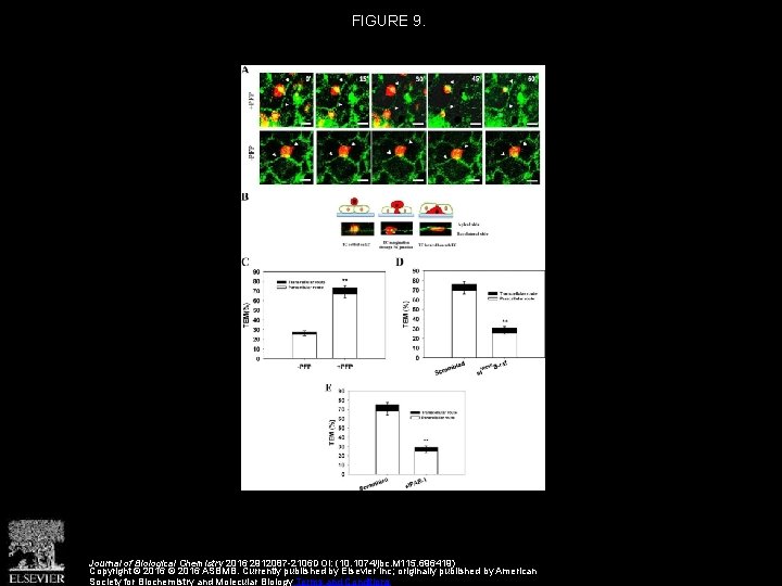 FIGURE 9. Journal of Biological Chemistry 2016 2912087 -2106 DOI: (10. 1074/jbc. M 115.