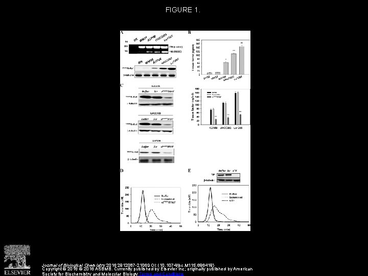 FIGURE 1. Journal of Biological Chemistry 2016 2912087 -2106 DOI: (10. 1074/jbc. M 115.