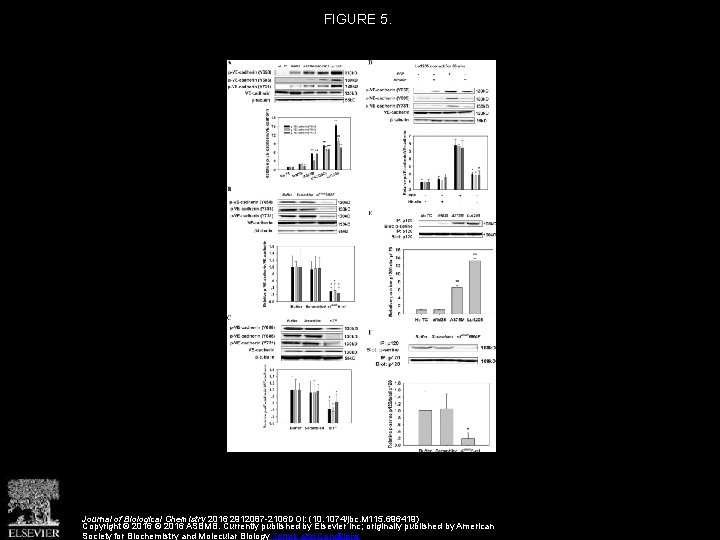 FIGURE 5. Journal of Biological Chemistry 2016 2912087 -2106 DOI: (10. 1074/jbc. M 115.