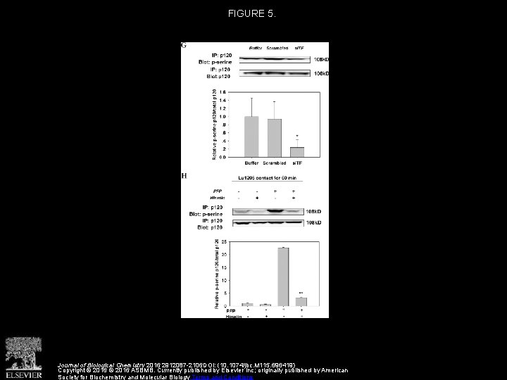 FIGURE 5. Journal of Biological Chemistry 2016 2912087 -2106 DOI: (10. 1074/jbc. M 115.