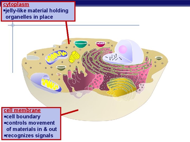 cytoplasm jelly-like material holding organelles in place cell membrane cell boundary controls movement of