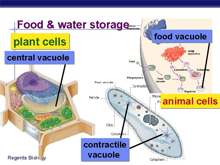 Food & water storage food vacuole plant cells central vacuole animal cells Regents Biology