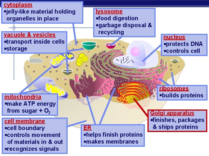 cytoplasm jelly-like material holding organelles in place vacuole & vesicles transport inside cells storage