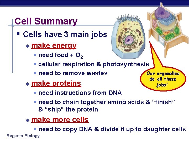Cell Summary § Cells have 3 main jobs u make energy § need food