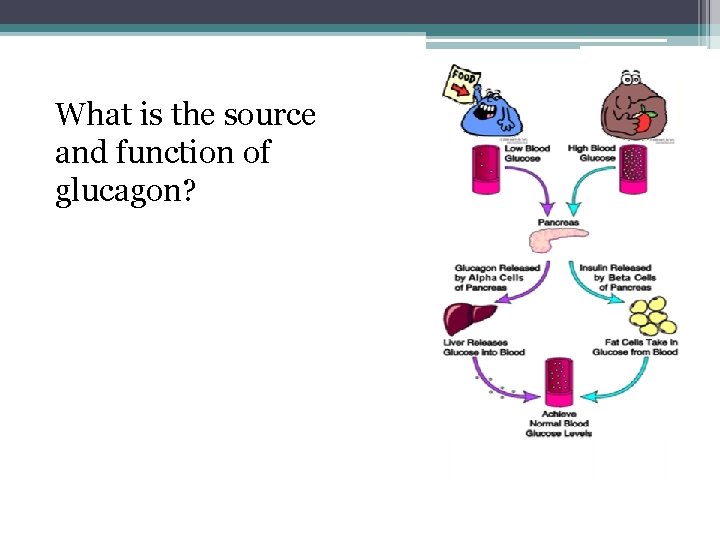 What is the source and function of glucagon? Pancreas, causes liver to release glucose