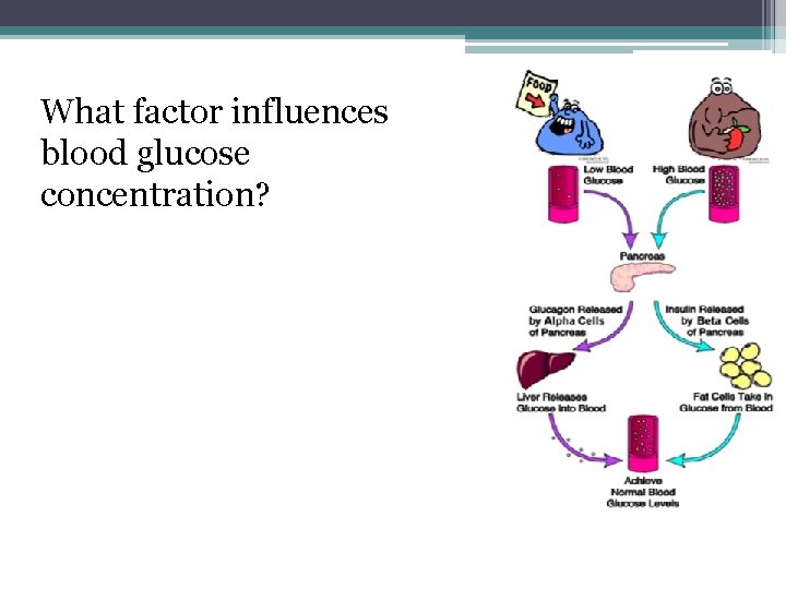 What factor influences blood glucose concentration? Amount of time since eating 