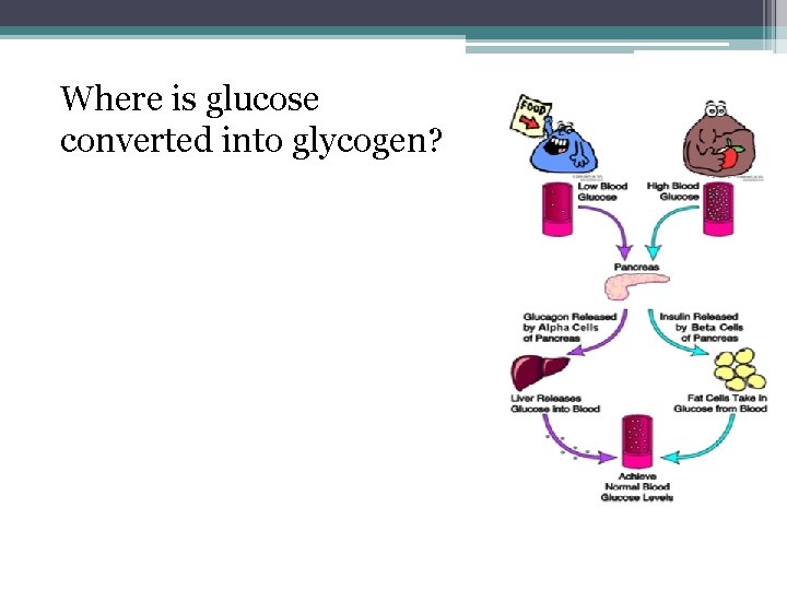 Where is glucose converted into glycogen? pancreas 