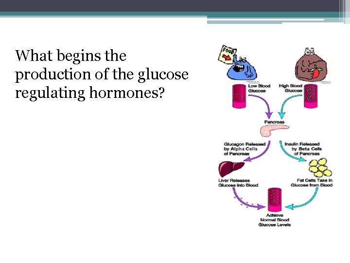 What begins the production of the glucose regulating hormones? Amount of glucose in blood