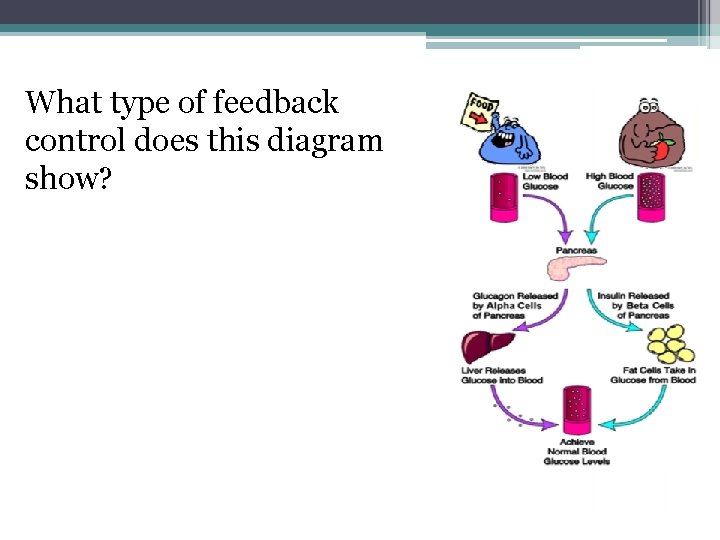 What type of feedback control does this diagram show? Negative (because low becomes normal