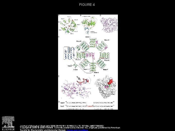 Structural Determinants Responsible for Substrate Recognition and Mode