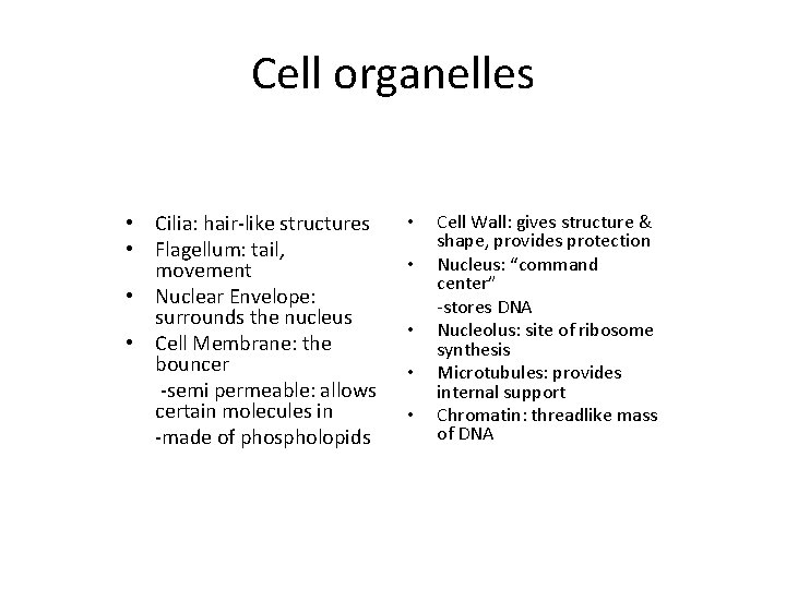 Cell organelles • Cilia: hair-like structures • Flagellum: tail, movement • Nuclear Envelope: surrounds