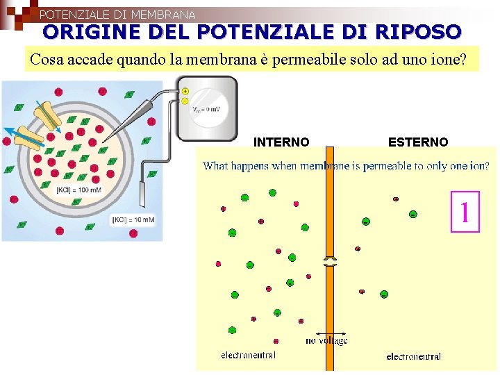 POTENZIALE DI MEMBRANA ORIGINE DEL POTENZIALE DI RIPOSO Cosa accade quando la membrana è