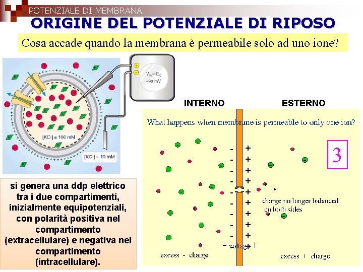 POTENZIALE DI MEMBRANA ORIGINE DEL POTENZIALE DI RIPOSO Cosa accade quando la membrana è