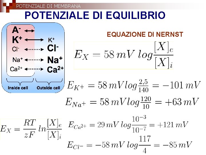 POTENZIALE DI MEMBRANA POTENZIALE DI EQUILIBRIO EQUAZIONE DI NERNST 