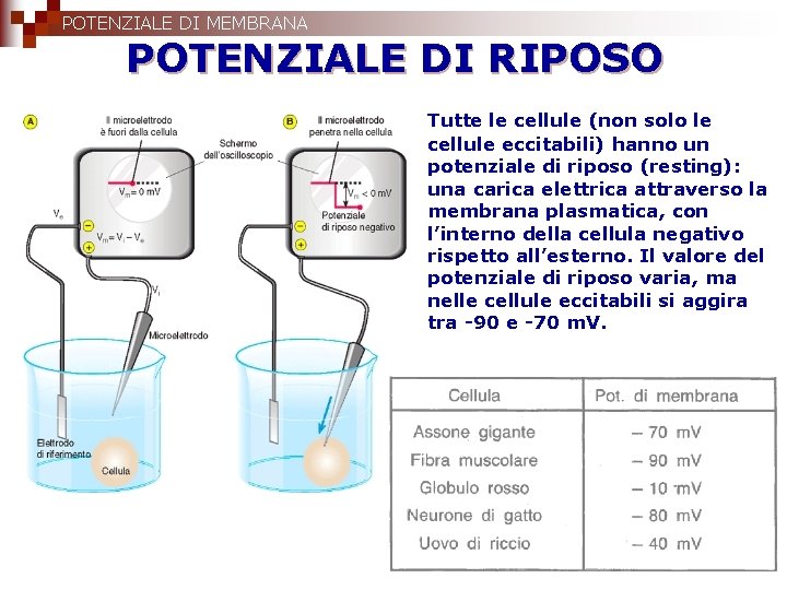 POTENZIALE DI MEMBRANA POTENZIALE DI RIPOSO Tutte le cellule (non solo le cellule eccitabili)