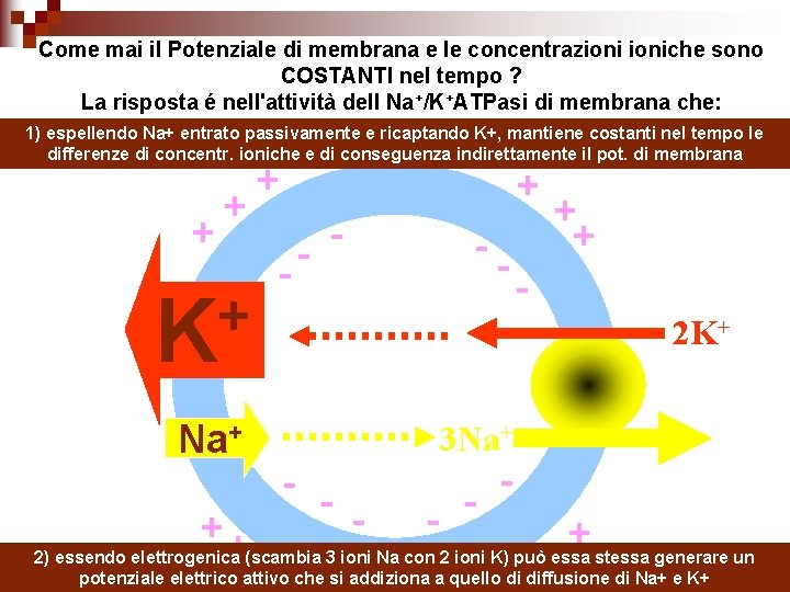 Come mai il Potenziale di membrana e le concentrazioniche sono COSTANTI nel tempo ?