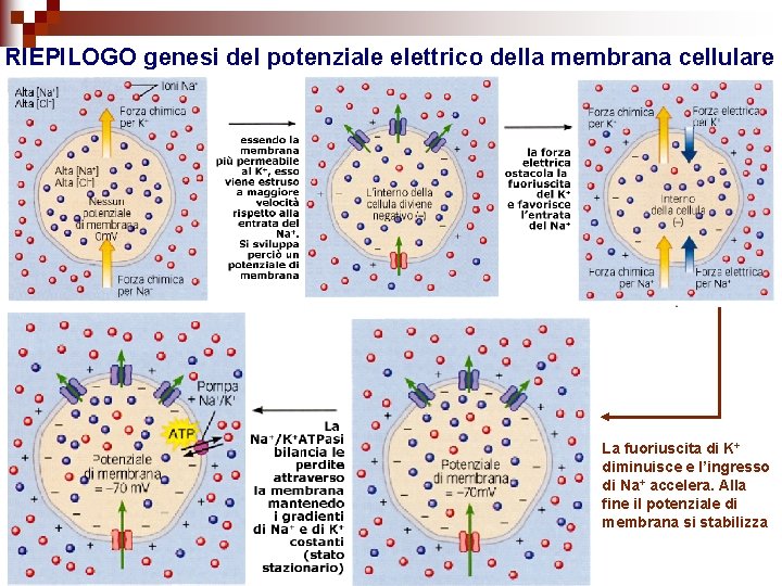RIEPILOGO genesi del potenziale elettrico della membrana cellulare La fuoriuscita di K+ diminuisce e