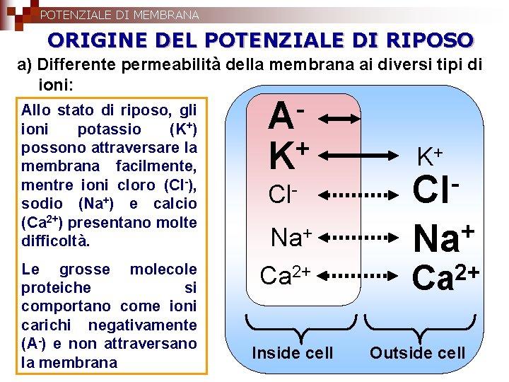 POTENZIALE DI MEMBRANA ORIGINE DEL POTENZIALE DI RIPOSO a) Differente permeabilità della membrana ai