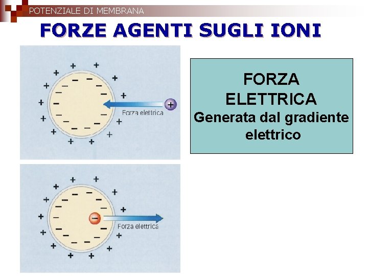 POTENZIALE DI MEMBRANA FORZE AGENTI SUGLI IONI FORZA ELETTRICA Generata dal gradiente elettrico 