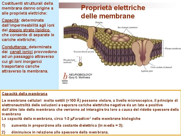Costituenti strutturali della membrana danno origine a alle proprietà elettriche: Capacità: determinata dall’impermeabilità agli