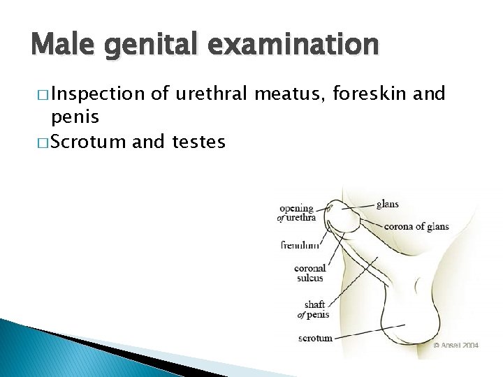 Male genital examination � Inspection of urethral meatus, foreskin and penis � Scrotum and
