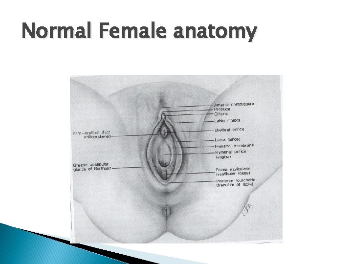 Normal Female anatomy 
