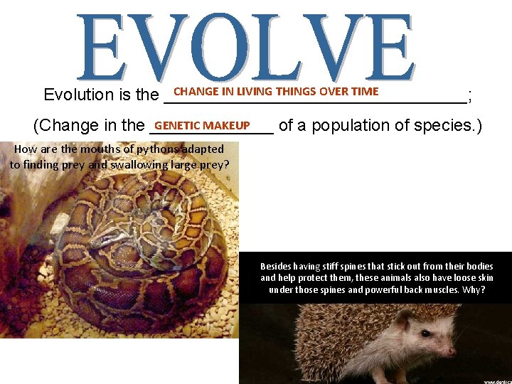 CHANGE IN LIVING THINGS OVER TIME Evolution is the ________________; GENETIC MAKEUP (Change in
