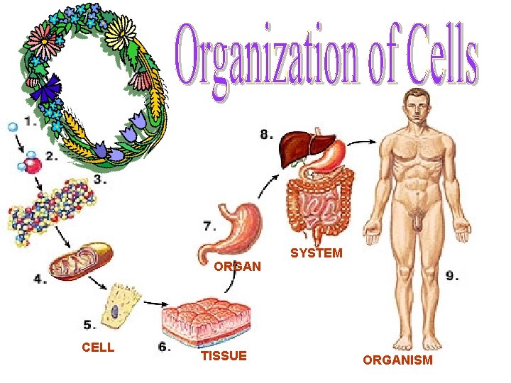 ORGAN CELL TISSUE SYSTEM ORGANISM 