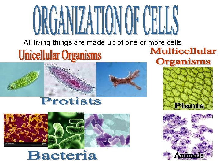 All living things are made up of one or more cells 