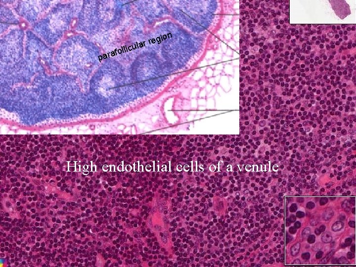 ion g e r lar icu foll a r a p High endothelial cells