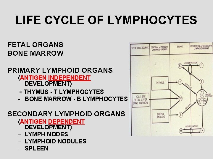 LIFE CYCLE OF LYMPHOCYTES FETAL ORGANS BONE MARROW PRIMARY LYMPHOID ORGANS (ANTIGEN INDEPENDENT DEVELOPMENT)