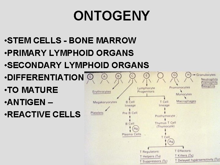 ONTOGENY • STEM CELLS - BONE MARROW • PRIMARY LYMPHOID ORGANS • SECONDARY LYMPHOID