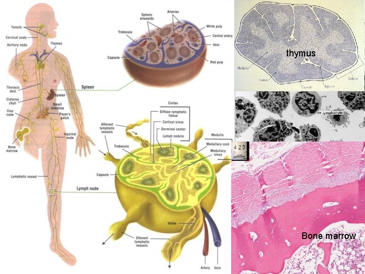 thymus Bone marrow 