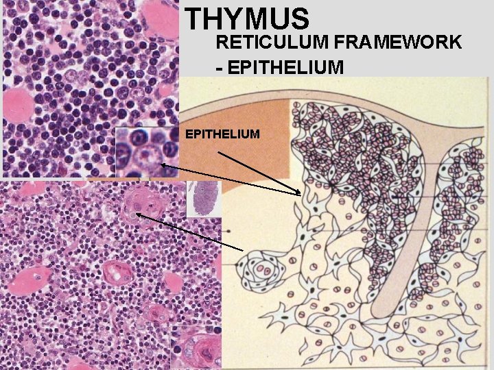 THYMUS RETICULUM FRAMEWORK - EPITHELIUM 