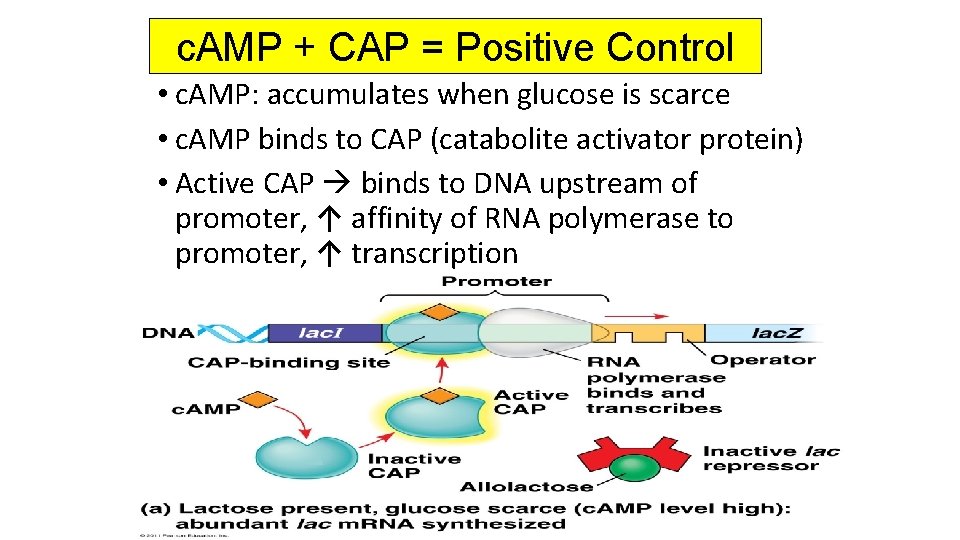 c. AMP + CAP = Positive Control • c. AMP: accumulates when glucose is