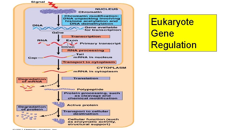 Eukaryote Gene Regulation 