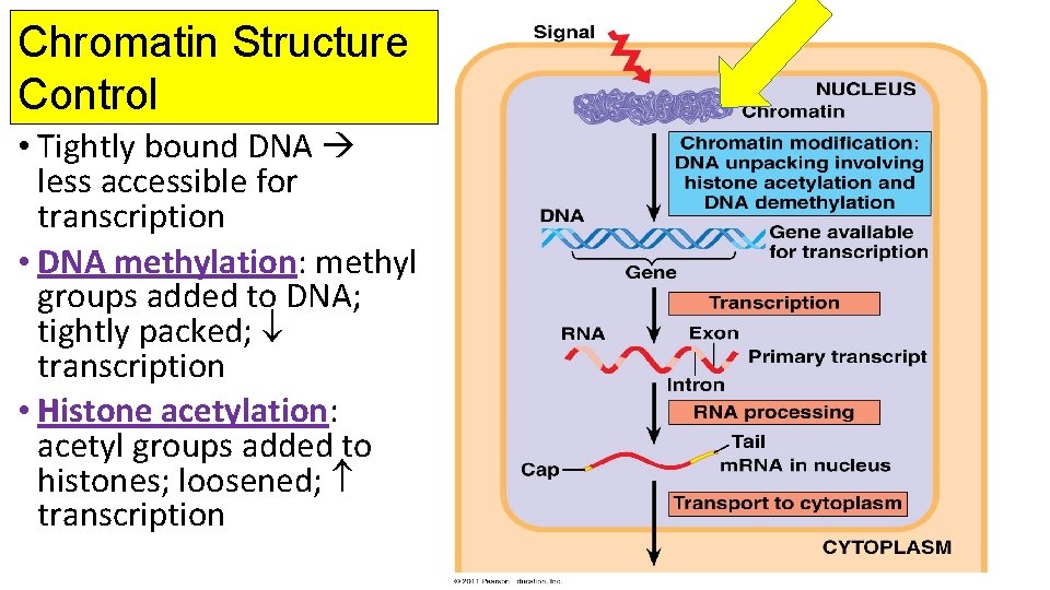 Chromatin Structure Control • Tightly bound DNA less accessible for transcription • DNA methylation: