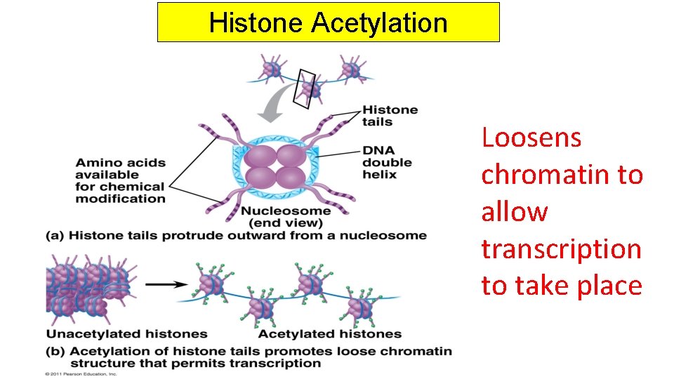 Histone Acetylation Loosens chromatin to allow transcription to take place 