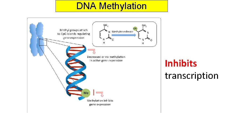 DNA Methylation Inhibits transcription 