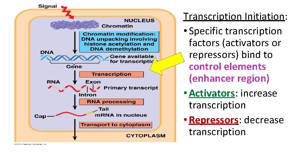 Transcription Initiation: • Specific transcription factors (activators or repressors) bind to control elements (enhancer