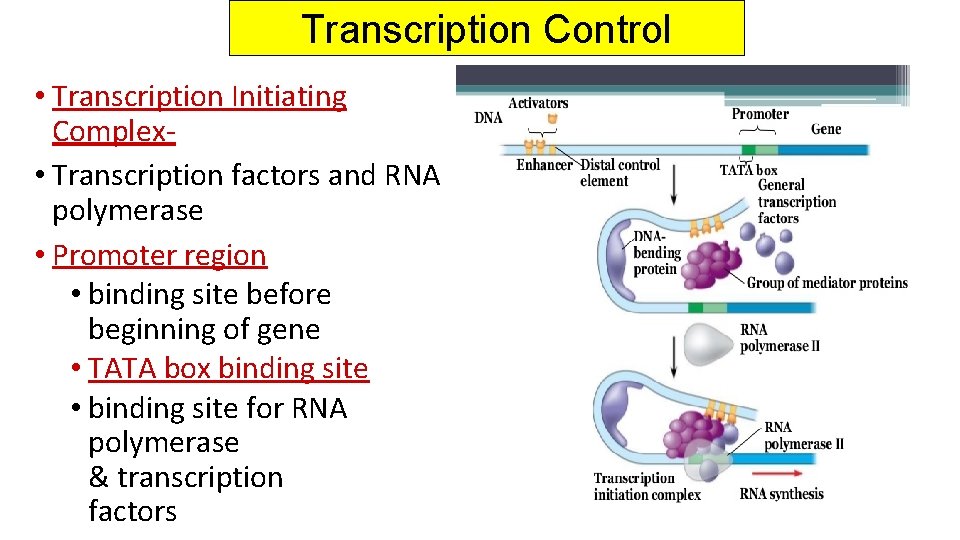 Transcription Control • Transcription Initiating Complex • Transcription factors and RNA polymerase • Promoter