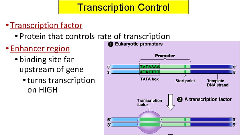 Transcription Control • Transcription factor • Protein that controls rate of transcription • Enhancer