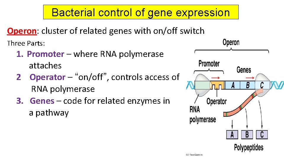 Bacterial control of gene expression Operon: Operon cluster of related genes with on/off switch