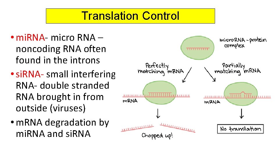 Translation Control • mi. RNA- micro RNA – noncoding RNA often found in the