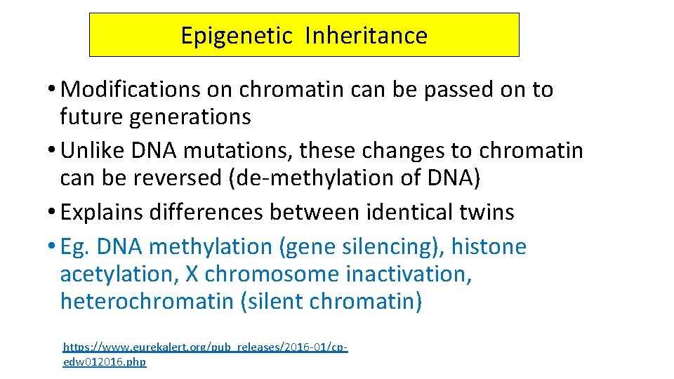 Epigenetic Inheritance • Modifications on chromatin can be passed on to future generations •