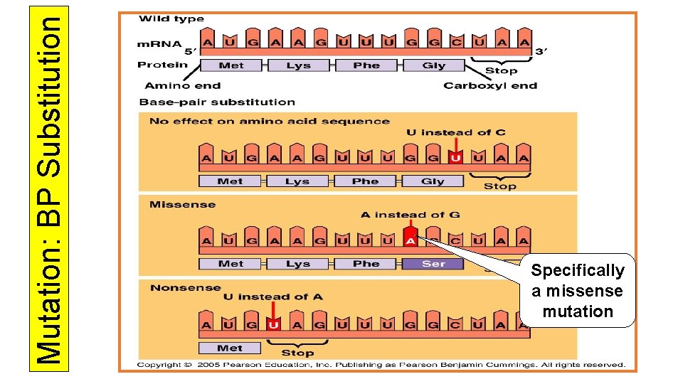 Mutation: BP Substitution Specifically a missense mutation 